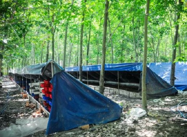 Kiếm tới 80 triệu đồng/tháng chỉ nhờ nuôi loại côn trùng ai cũng ghét - 5