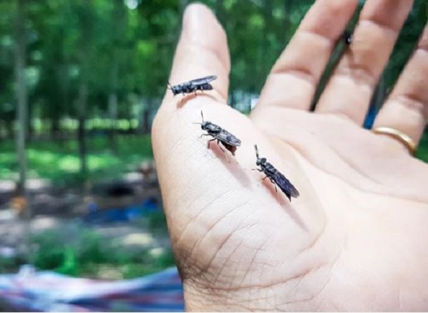 Kiếm tới 80 triệu đồng/tháng chỉ nhờ nuôi loại côn trùng ai cũng ghét - 2