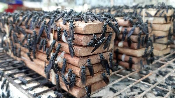 Kiếm tới 80 triệu đồng/tháng chỉ nhờ nuôi loại côn trùng ai cũng ghét - 7