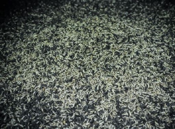 Kiếm tới 80 triệu đồng/tháng chỉ nhờ nuôi loại côn trùng ai cũng ghét - 3