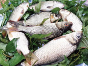 Xem ăn chơi - Loại cá xưa đầy không ai ăn, giờ thành đặc sản quý hiếm, muốn ăn nhất định phải đến nơi này, 120.000 đồng/kg