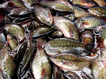 Loài cá có tên lạ trước chỉ nhà nghèo mới ăn, giờ thành đặc sản được săn lùng có giá lên đến 320.000/kg