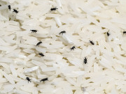 Nhà đẹp - Gạo bảo quản hay bị mọt đen, bỏ thứ “thơm thơm” này vào để cả năm không mọt, cơm nấu dẻo thơm