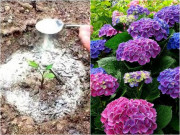 Nhà đẹp - Rắc nắm bột này vào chậu hoa, không lo cây thối rễ hay sâu bệnh, hoa nào cũng nở bung