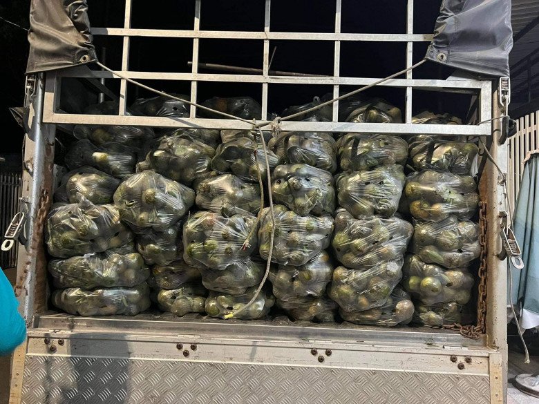 Nỗ lực giải cứu cam giúp bà con nông dân nhưng hãy cẩn trọng trước những đối tượng lợi dụng hoàn cảnh để trục lợi