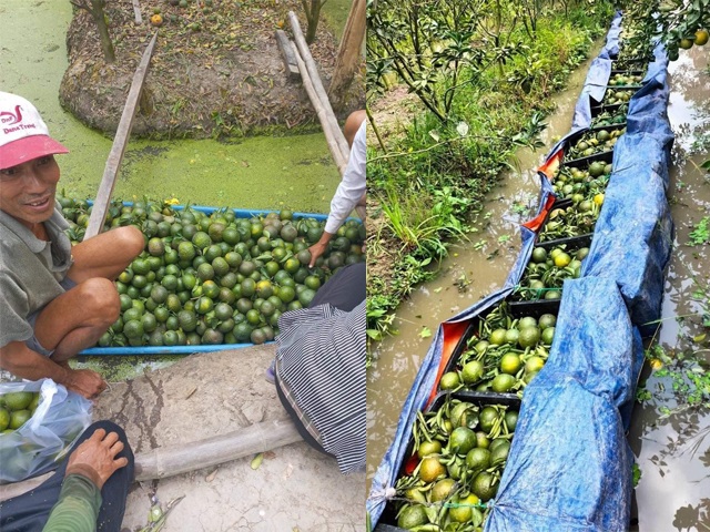 Nông dân ở Vĩnh Long điêu đứng vì cam được mùa mất giá