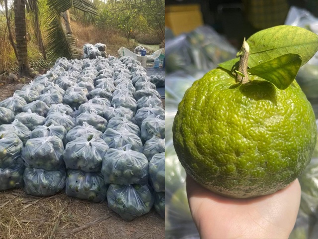 Những năm trước giá cam dao động từ 25.000 - 30.000 đồng/kg mua tại vườn, bà con nông dân đổ xô trồng nhiều, đến khi được mùa lại mất giá, không tìm được nguồn tiêu thụ