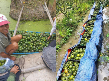 Giá cam sành đặc sản miền Tây rẻ chưa từng có, còn dưới 5.000 đồng/kg, chị em lao vào “giải cứu”