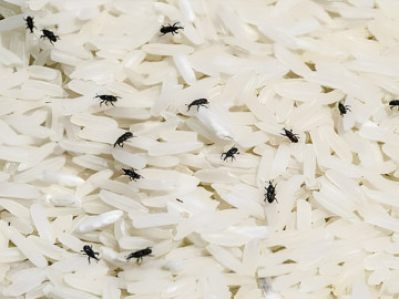 Gạo bảo quản hay bị mọt đen, bỏ thứ “thơm thơm” này vào để cả năm không mọt, cơm nấu dẻo thơm