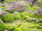 Xem ăn chơi - "Kỳ quan" rêu khiến du khách ngất ngây