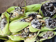 Xem ăn chơi - Loại ngô tưởng đầy nấm mốc không ăn được, hóa ra là đặc sản đắt đỏ ít người biết