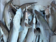 Xem ăn chơi - Loại cá có tên độc lạ, trở thành đặc sản nổi tiếng Quảng Bình, ăn một lần nhớ cả đời, 450.000 đồng/kg