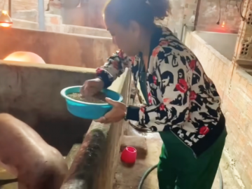 Không còn hào quang sân khấu, ca sĩ Siu Black mặc đồ bộ cho lợn ăn tại quê nhà