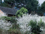 Xem ăn chơi - Hoa mận nở trắng trời bản làng Nặm Đăm, Quản Bạ ở Hà Giang
