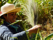 Tiêu dùng - Nghề lạ ở Việt Nam: Vào rừng hái "lộc" sau Tết Nguyên đán, mỗi năm có một mùa, bán kiếm nửa triệu đồng mỗi ngày