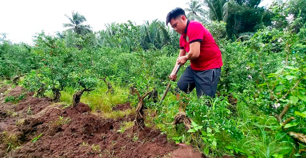 Cây cảnh mang lại tiền tài, phú quý, 8X thử trồng cây dáng lạ, hiếm bán ra chợ 