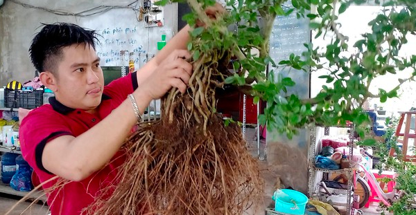 Cây cảnh mang lại tiền tài, phú quý, 8X trồng thử dáng độc lạ, bán ra chợ lấy giá 
