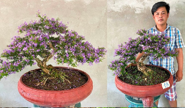 Cây cảnh mang lại tiền tài, phú quý, 8X thử trồng cây dáng lạ, hiếm bán ra chợ 