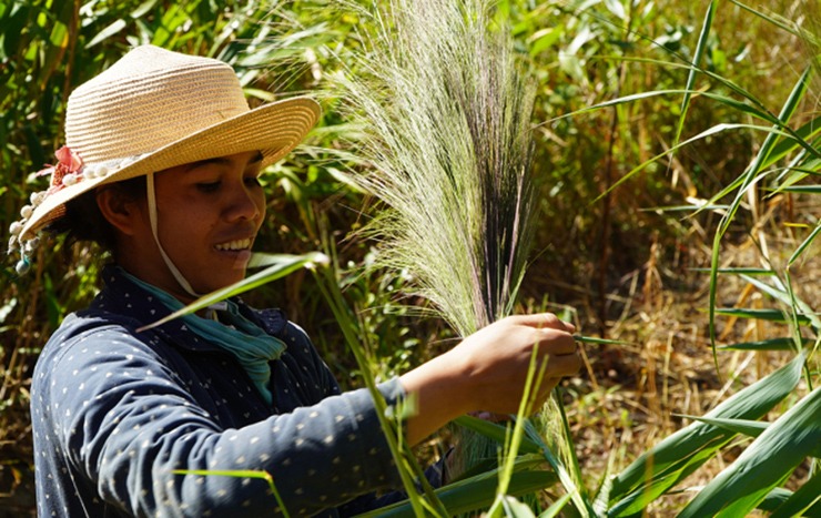 Nghề lạ ở Việt Nam: Vào rừng hái lộc sau Tết Nguyên đán, mỗi năm có một ...