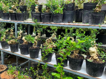 Cây cảnh mang lại tiền tài, phú quý, 8X thử trồng dáng độc lạ, bán ra chợ thu nhập khủng