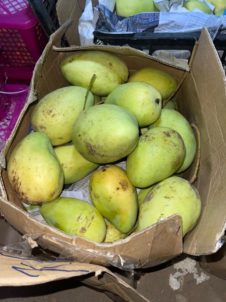 Dù xấu mã nhưng xoài tứ quý đắt khách vì ngon và thơm