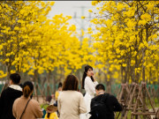 Xem ăn chơi - HN: Dân đổ xô đi chụp ảnh check-in con đường hoa nở “đẹp như tiên cảnh”