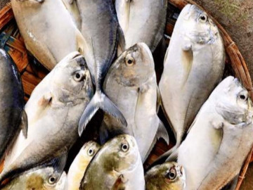 Loại cá có tên độc lạ trở thành đặc sản nổi tiếng, chị em muốn mua phải đặt trước vì hiếm, 200.000 đồng/kg