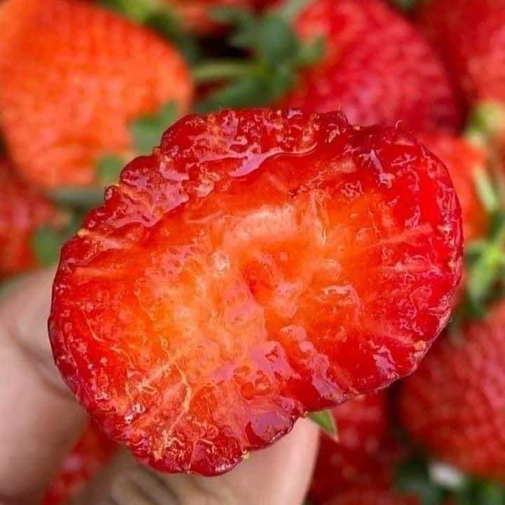 Thị trường ngập tràn dâu tây Sơn La, làm sao phân biệt được với dâu tây Trung Quốc? - 3