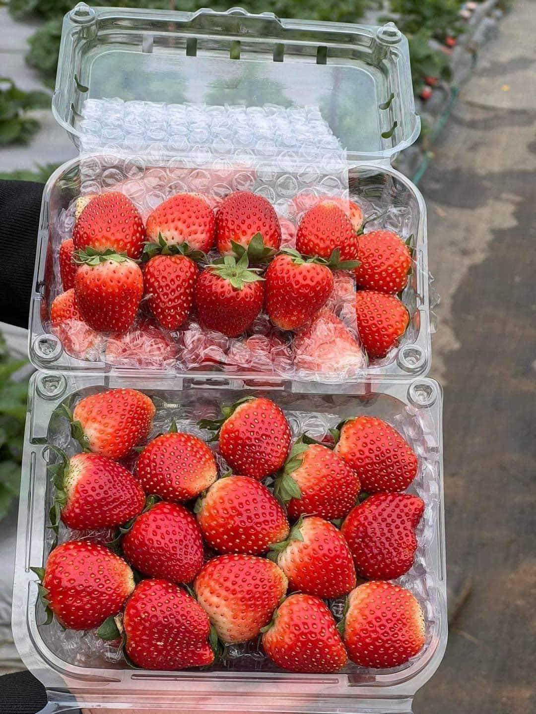 img src/upload/1-2023/images/2023-02-21/1676942404-dau-ngon-16768941004681656027172.jpg width660 /