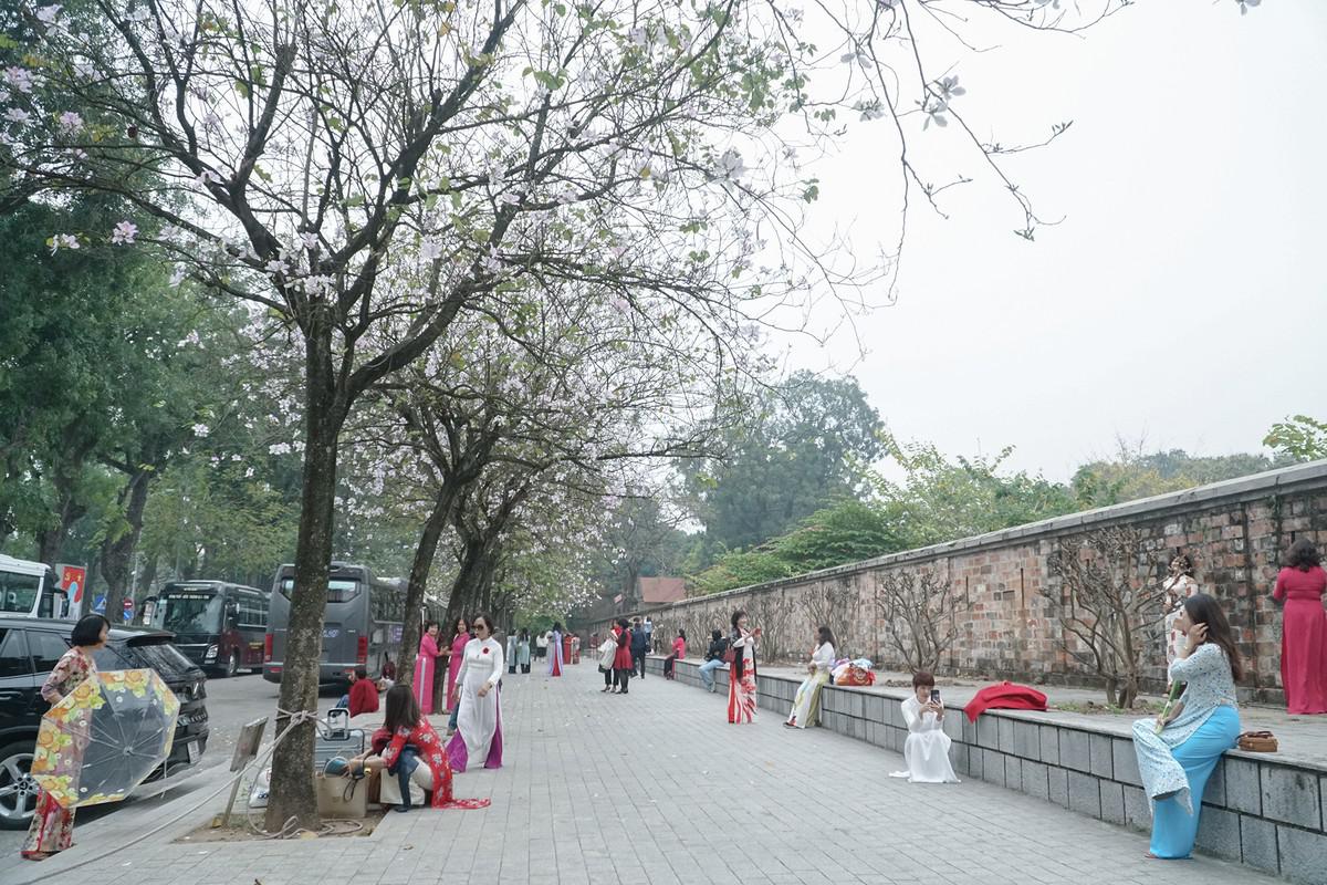 Ghi nhận trên đường đường Hoàng Diệu, quận Ba Đình, Hà Nội, mấy ngày nay, nhiều nam phụ, lão ấu chưng diện tới đây chụp ảnh, check-in. Lý do là hoa ban đang vào dịp khoe sắc trắng.