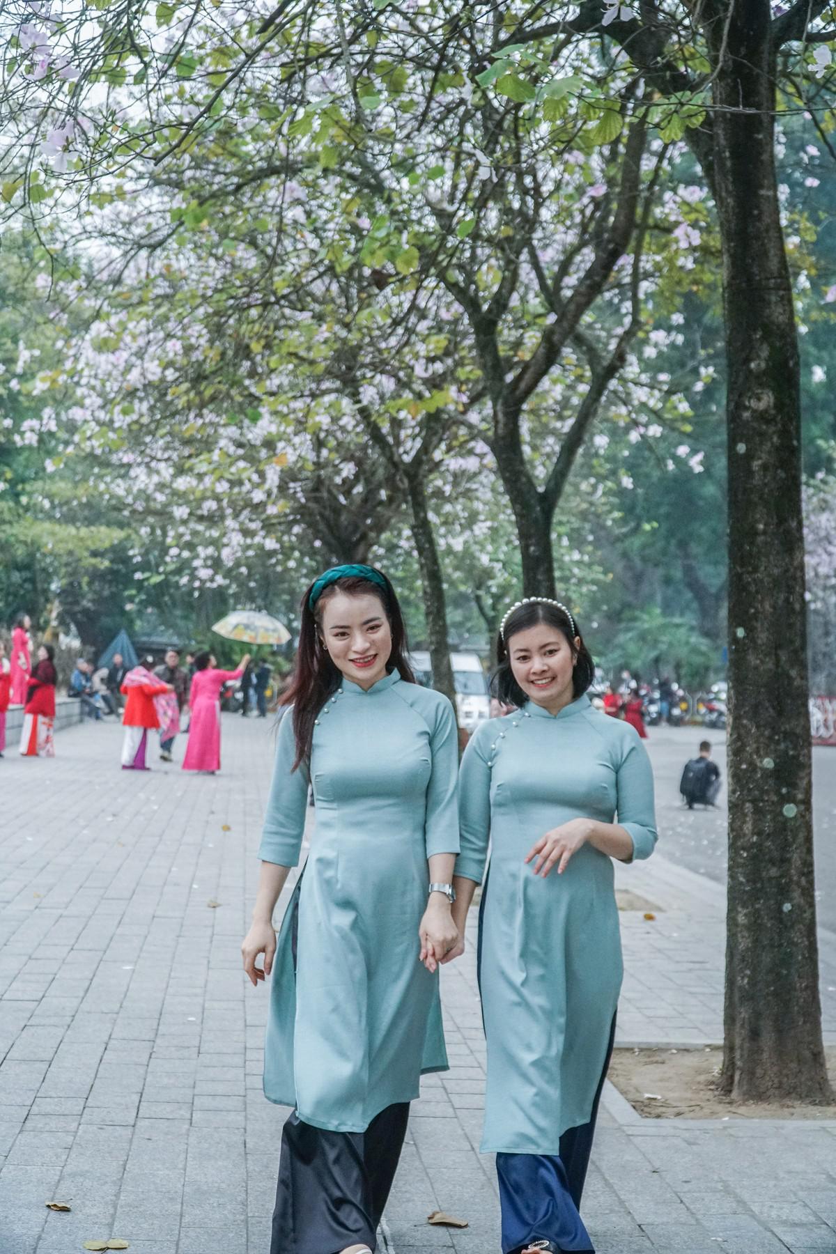 Ban loài cây đặc trưng của núi rừng Tây Bắc, nhưng từ hàng chục năm nay đã được đưa về trồng ở nhiều tuyến phố gần Lăng Chủ tịch Hồ Chí Minh và quảng trường Ba Đình.