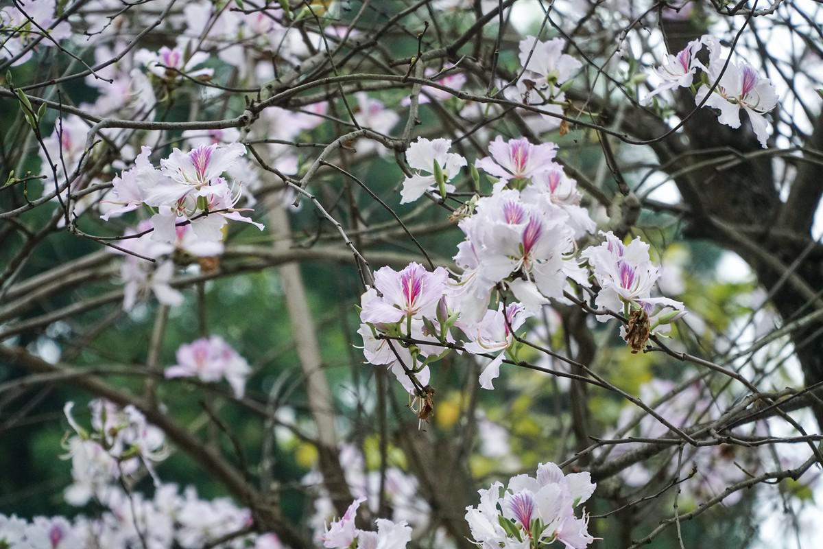 Hoa ban, theo tiếng của dân tộc Thái, là hoa ngọt, với vẻ đẹp hoang sơ, phóng khoáng, lãng mạn.