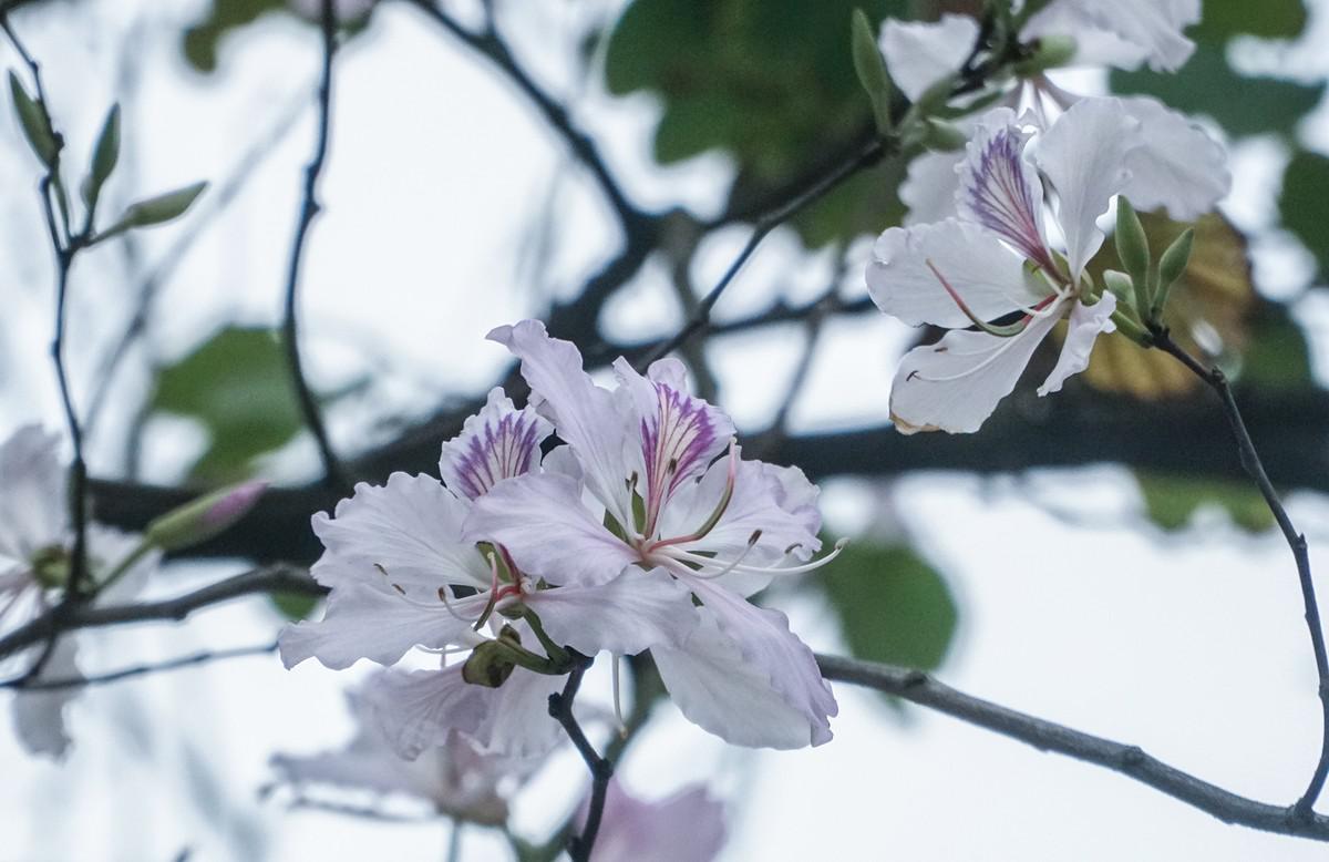 Vẻ đẹp trong trẻo của hoa ban gây liên tưởng tới những thiếu nữ miền sơn cước.