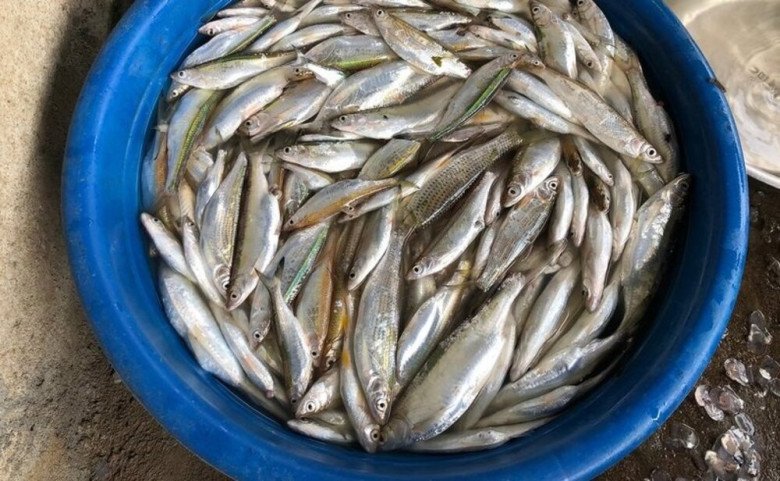 Cá mương Phú Yên có hình dáng như con cá trắng, thân thon, dài độ 10 đến 15 cm, có vảy màu trắng bạc, to bằng ngón tay trỏ người lớn.