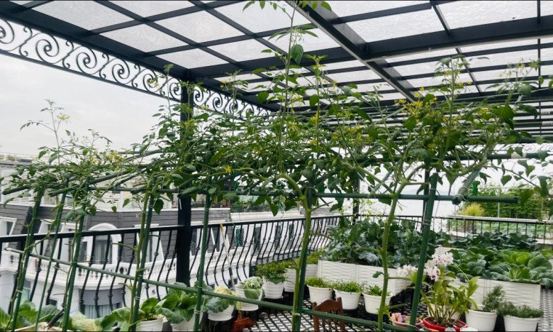 Mẹ đảm xinh đẹp trồng vườn sân thượng, cà chua sai quả đến mức sập giàn sắt - 6