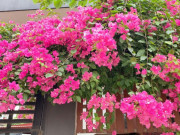 Nhà đẹp - Trồng hoa giấy đừng chỉ tưới nước lã, thêm vài thìa nước này vào hoa nở quanh năm