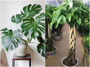 Nhà đẹp - 4 loại cây thấy mặt trời là héo khô, để trong góc nhà lại lớn như thổi, tốt um tùm