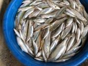 Xem ăn chơi - Loại cá xưa đầy không ai ăn, giờ thành đặc sản nổi tiếng, muốn ăn phải đến nơi này, 120.000 đồng/kg