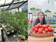 Nhà đẹp - Mẹ đảm xinh đẹp trồng vườn sân thượng, cà chua sai quả đến mức sập giàn sắt