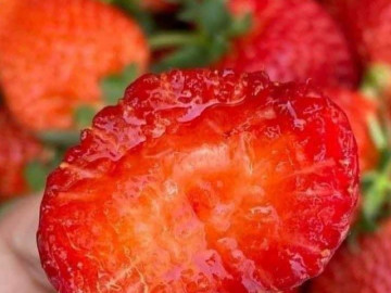 Thị trường ngập tràn dâu tây Sơn La, làm sao phân biệt được với dâu tây Trung Quốc?