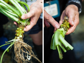 Nghề lạ ở Việt Nam: Trồng thử cây lạ không ngờ thắng lớn, nhổ củ bán 6 triệu đồng/kg, là gia vị thượng hạng trong nhà hàng