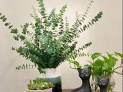 Tiêu dùng - Cành lá hot trend dịp ra Tết, cắm đẹp mê mẩn lại còn có thể đuổi muỗi, chỉ từ 50.000 đồng/bó chị em kháo nhau đặt hàng