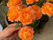 Nhà đẹp - Nhà chỉ trồng 3 loại hoa này mà đẹp lên một tầm cao mới, hoa nở liên tục quanh năm