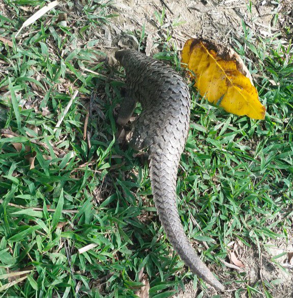 Cá thể tê tê Java được thả về vườn quốc gia U Minh Hạ.