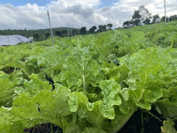 Cải Dúng hữu cơ. (Ảnh: Trương Thắm)