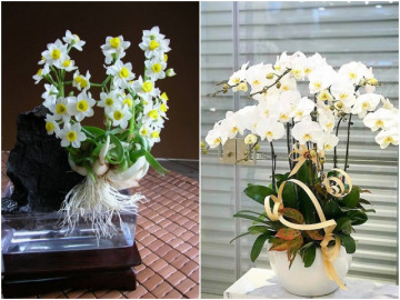 Trong nhà có 4 chậu hoa này tay không hái ra tiền, nhà giàu đặc biệt thích loại hoa thứ 3