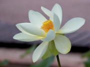 Eva tám - 4 dấu hiệu của người phụ nữ trưởng thành thực sự