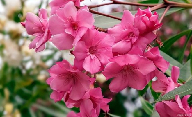 5 loại hoa độc mang vào nhà dễ gặp xui, đẹp như hoa hậu cũng không nên để trong nhà - 3