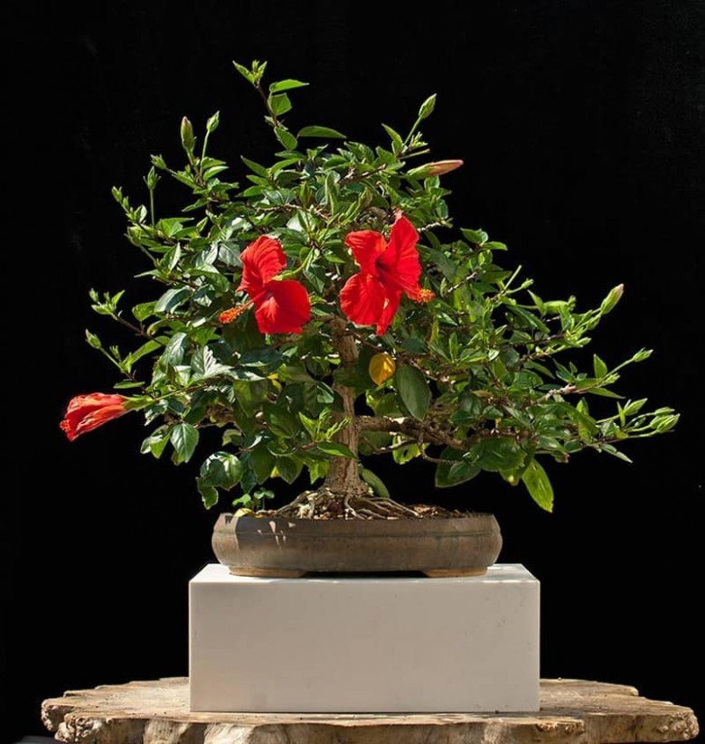 Cây dại mọc bên hàng rào nở hoa đỏ thắm, trồng trong chậu bonsai đắt hàng được nhiều người săn lùng;#34;  cây cảnh trong nhà - 9