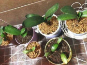 6 điều cấm kỵ khi trồng hoa mà người lâu năm nào cũng biết, nếu mắc phải coi như bỏ hoa đi